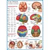 The Brain Puzzel