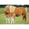 Paarden,Puzzle Box puzzel