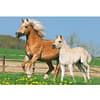 Paarden,Puzzle Box puzzel