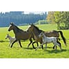 Paarden,Puzzle Box puzzel