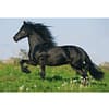 Paarden,Puzzle Box puzzel